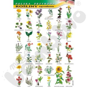 Modne rośliny do ogrodu: jakie gatunki wybrać, by olśniewać przez cały sezon?