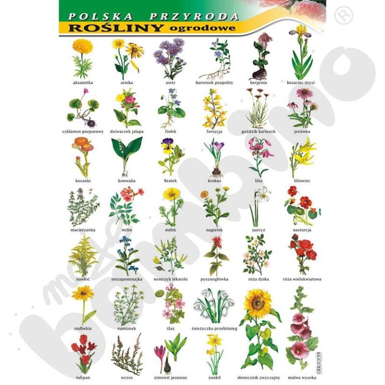 Modne rośliny do ogrodu: jakie gatunki wybrać, by olśniewać przez cały sezon?