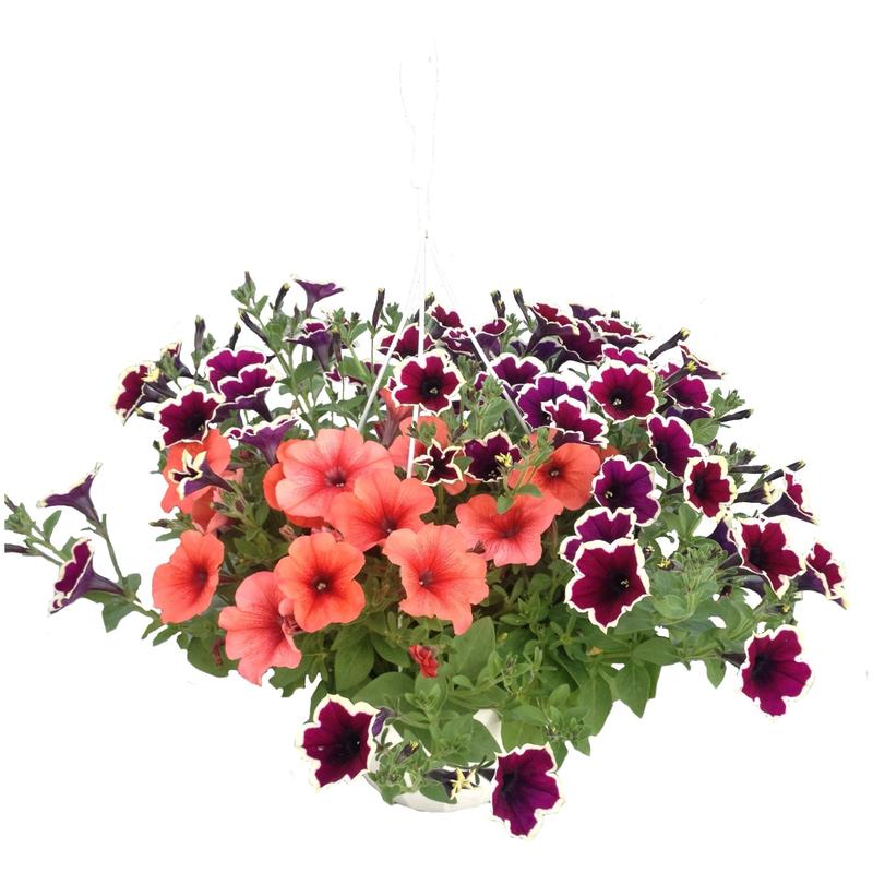 Rośliny na gorący balkon – odkryj najlepsze gatunki do uprawy w pełnym słońcu