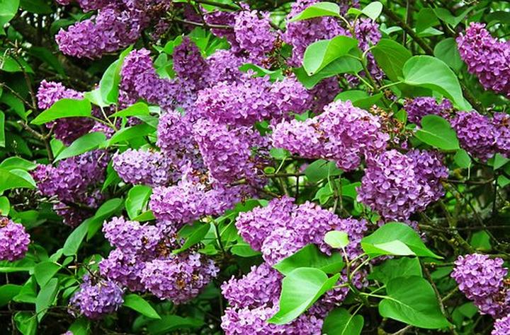 Sekrety artystycznego cięcia starego bzu, by wciąż pięknie kwitł