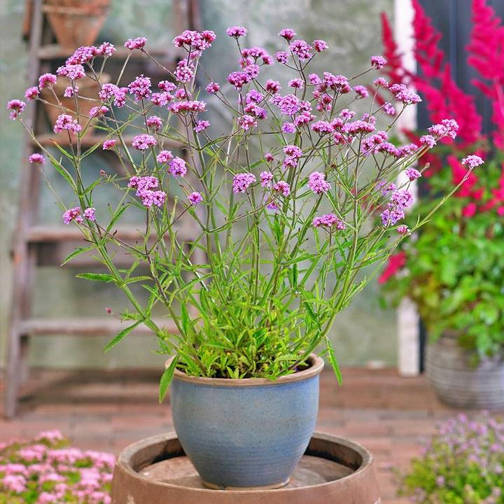 Sekrety udanej uprawy i pielęgnacji werbeny patagońskiej