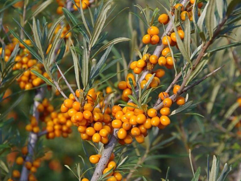 Sekrety udanej uprawy rokitnika – jak zadbać o tę niezwykłą roślinę?