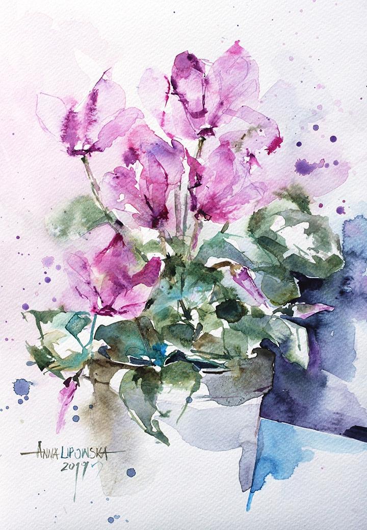 Błędy w pielęgnacji cyklamenów