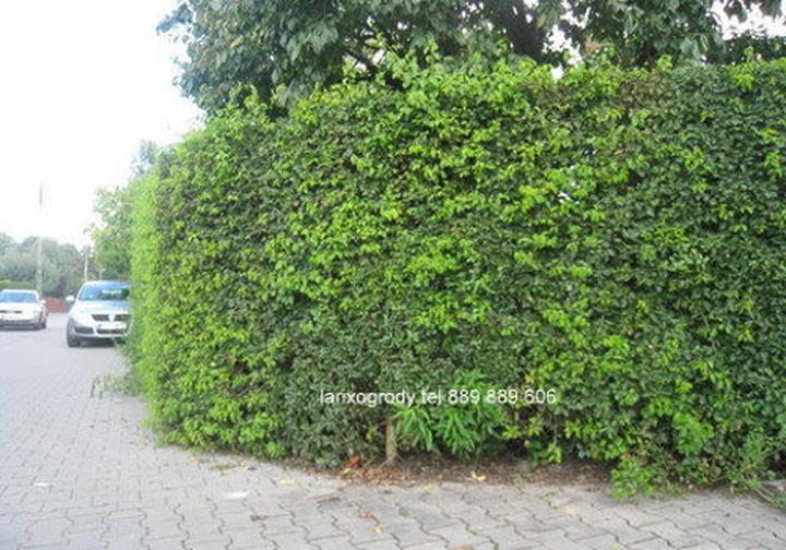 Cechy wiśni antypka