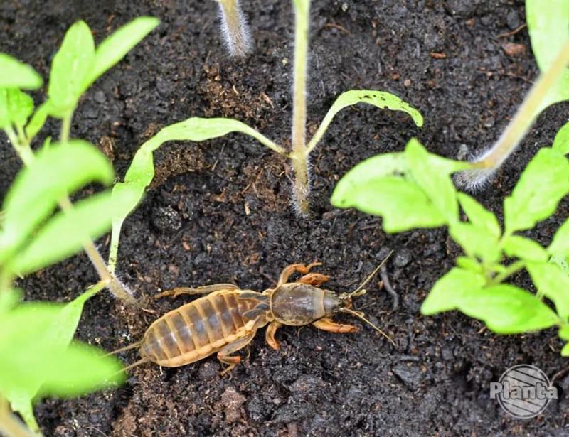 Chemiczne środki ochrony roślin