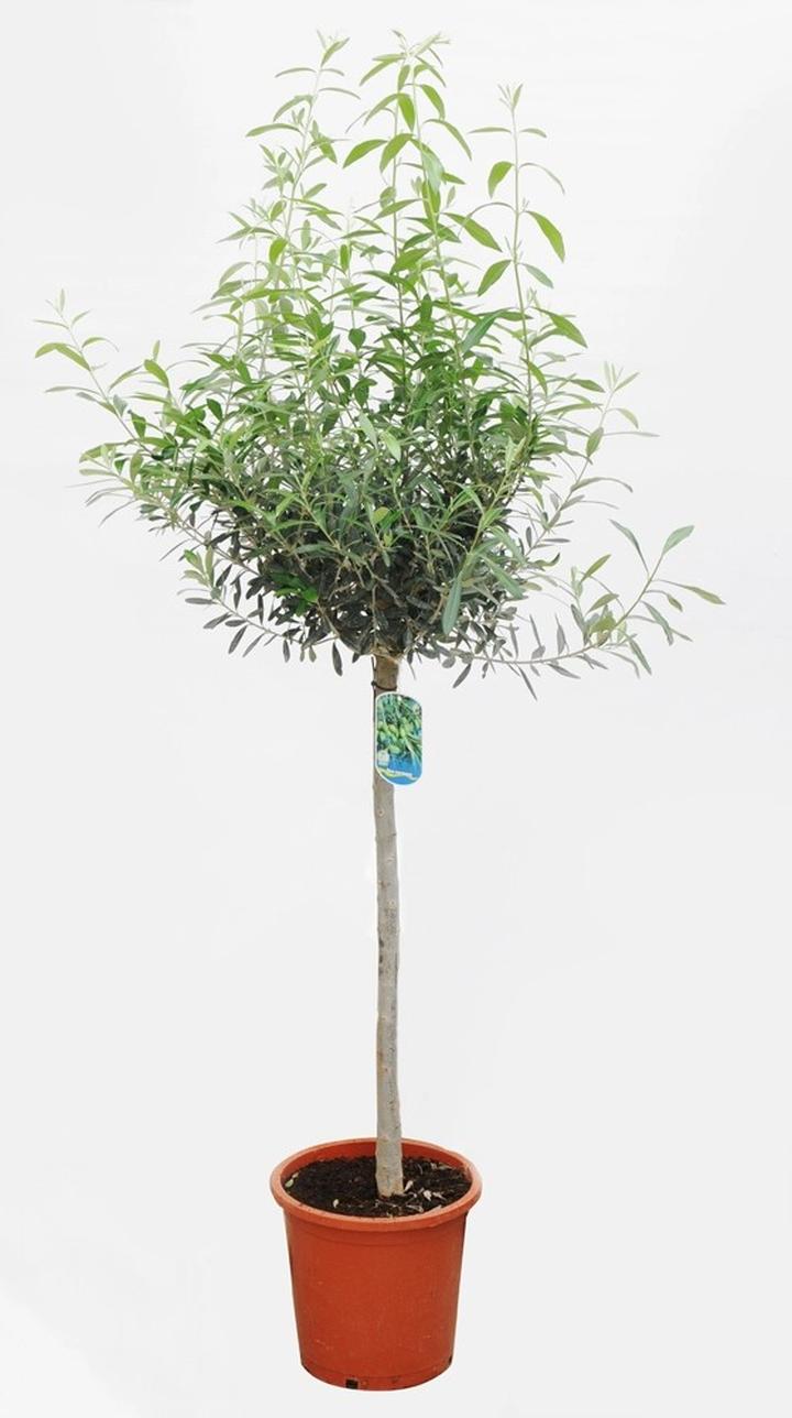 Choroby drzewek oliwnych