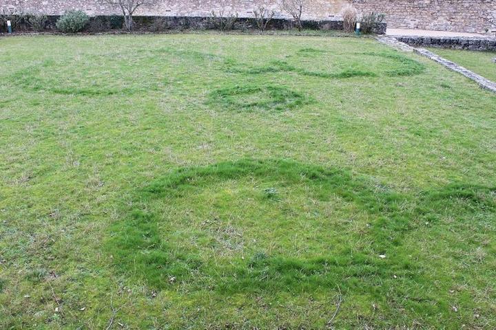 Czarcie kręgi w rolnictwie