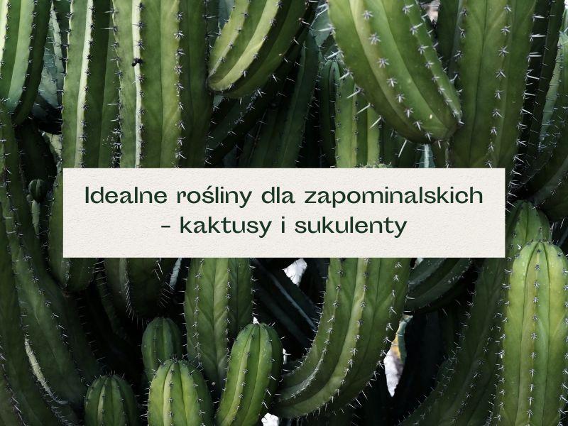 Fakty o kaktusach kwitnących