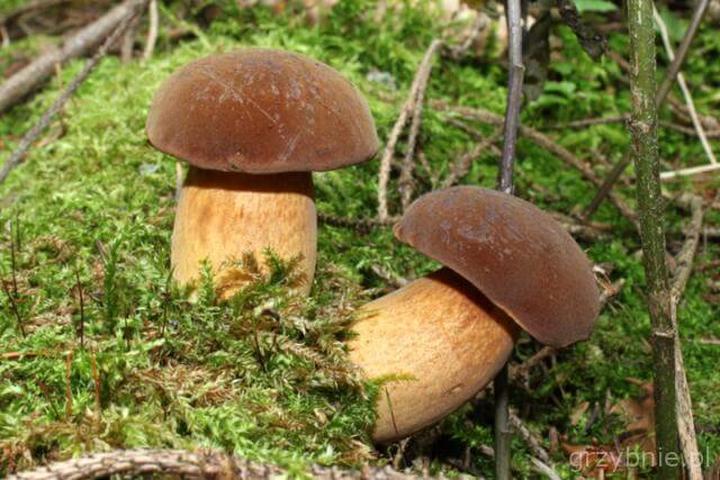 Fakty o podgrzybkach