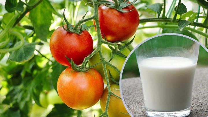 Jak przygotować oprysk z mleka