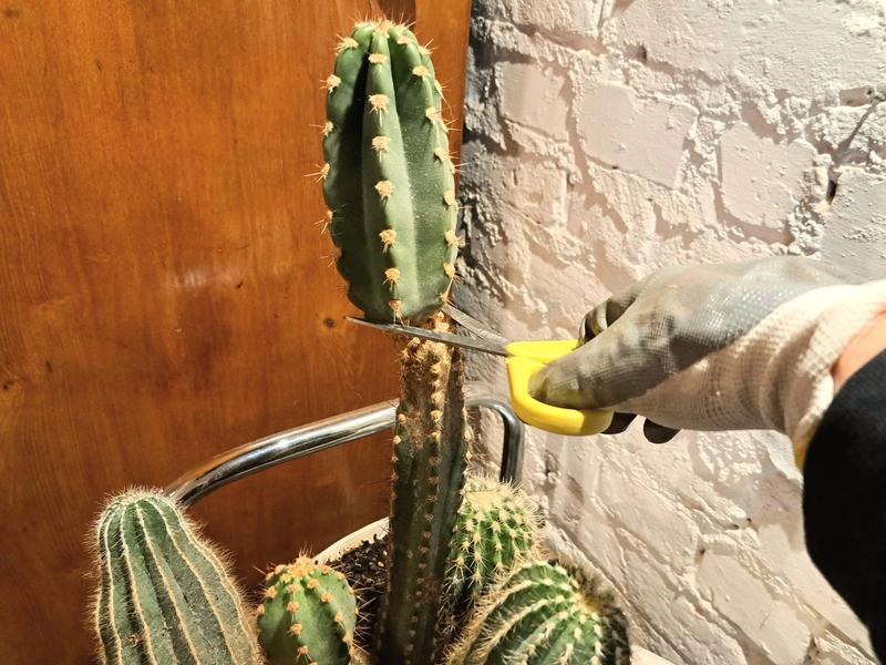 Kaktusy do stylów wnętrz