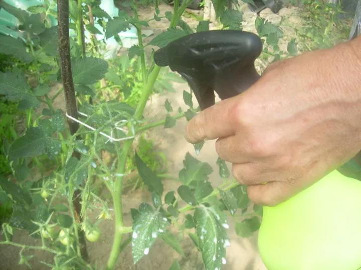 Naturalne metody ochrony roślin