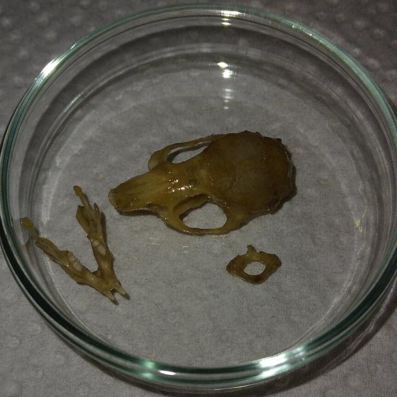 Naturalne pułapki na myszy