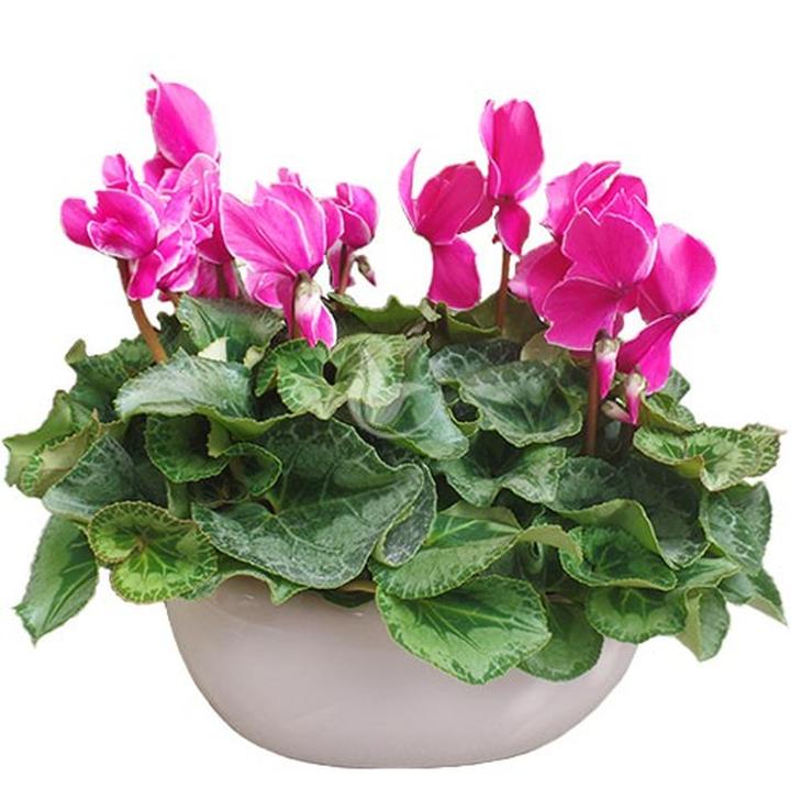 Pielęgnacja cyklamenów