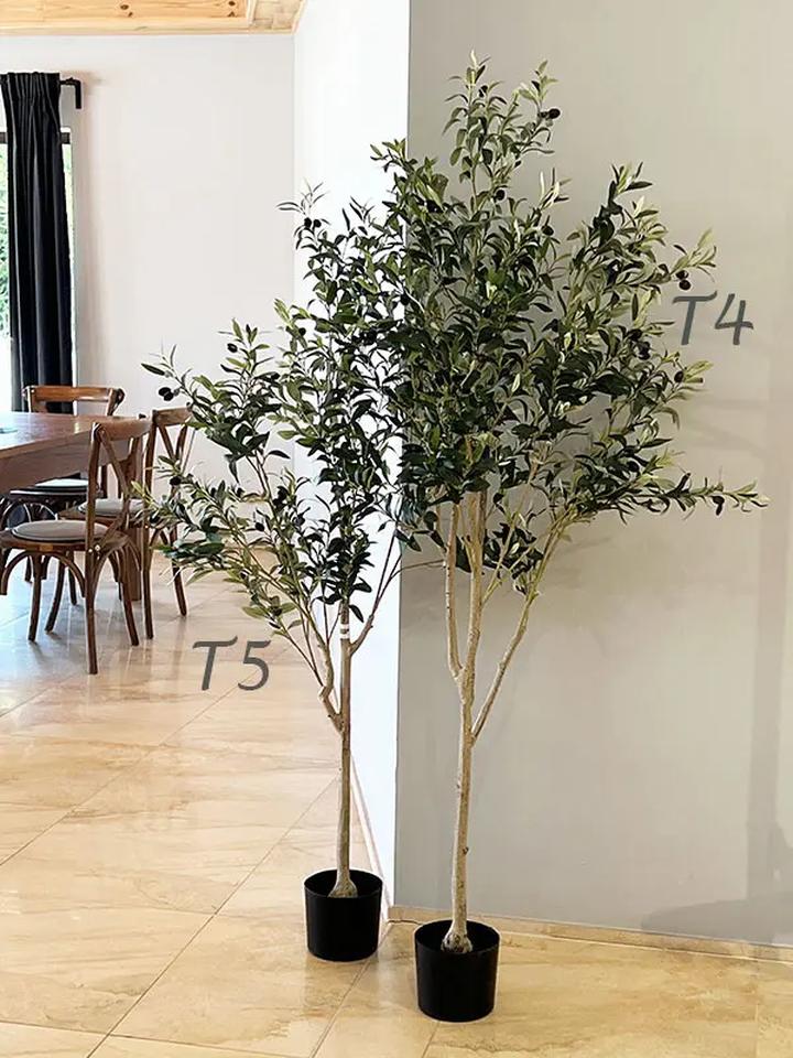 Pielęgnacja drzewek oliwnych