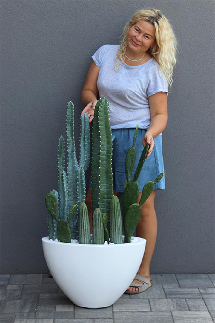 Pielęgnacja kaktusów w domu