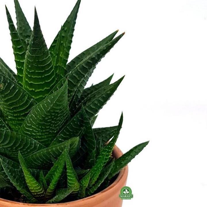 Pielęgnacja roślin doniczkowych