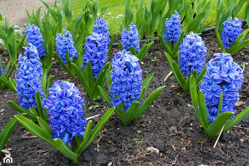 Pielęgnacja roślin