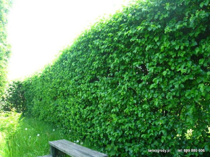 Pielęgnacja wiśni antypka