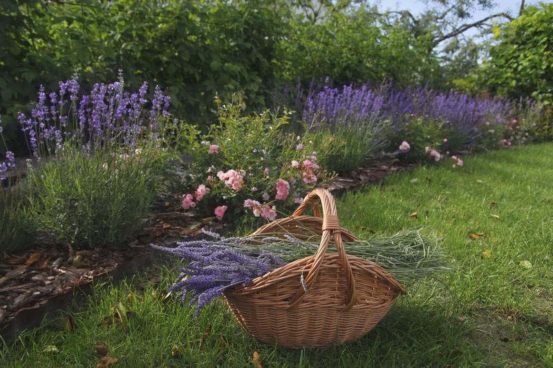 Rabatka lawendowa i różana