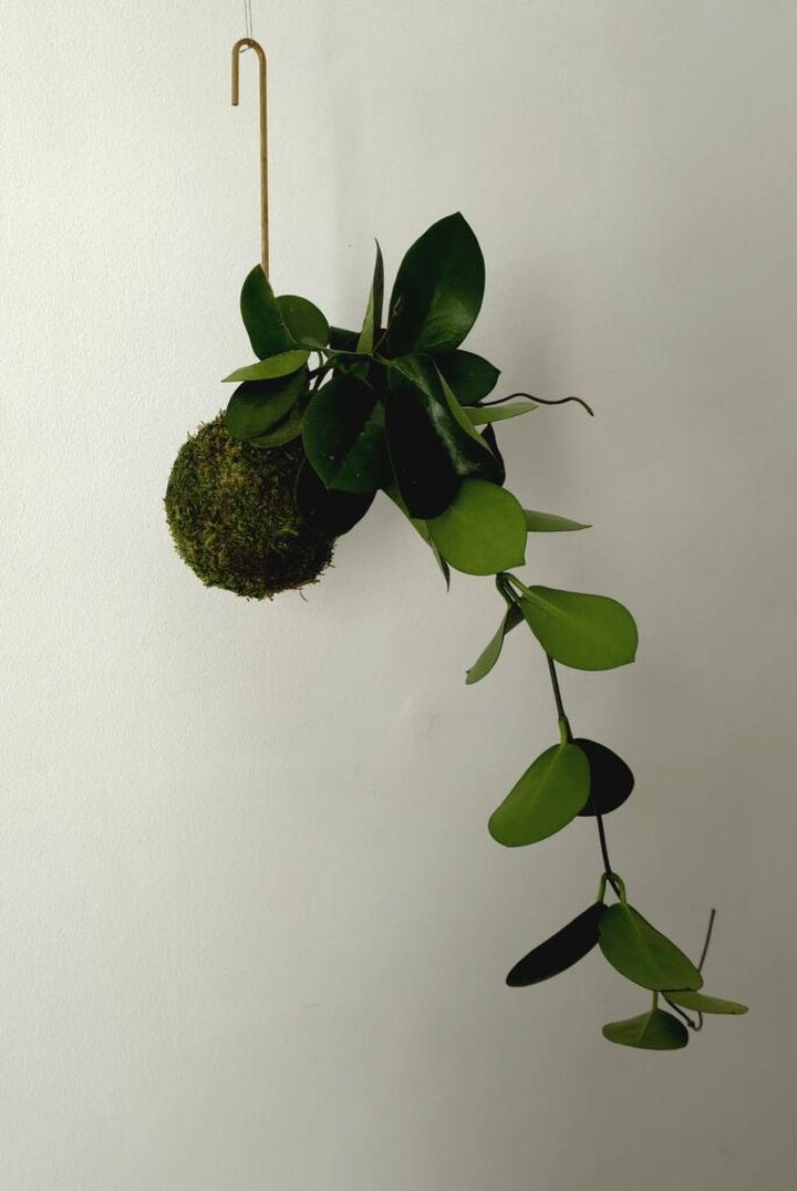 Rośliny do wiszących kompozycji