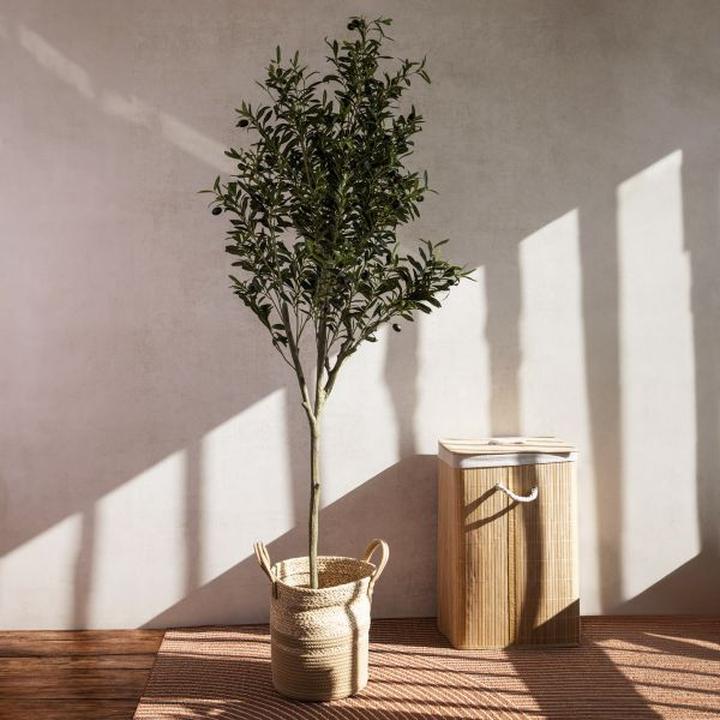 Sadzenie drzewek oliwnych