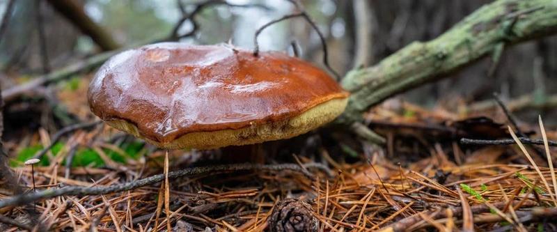 Środowisko życia podgrzybków