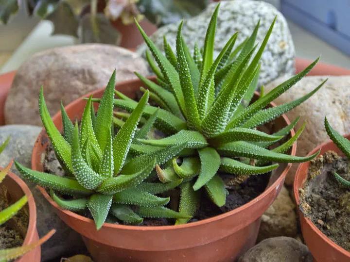 Uprawa haworsji pasiasta