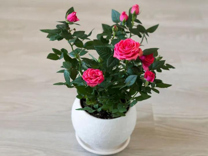 Uprawa róż w doniczkach