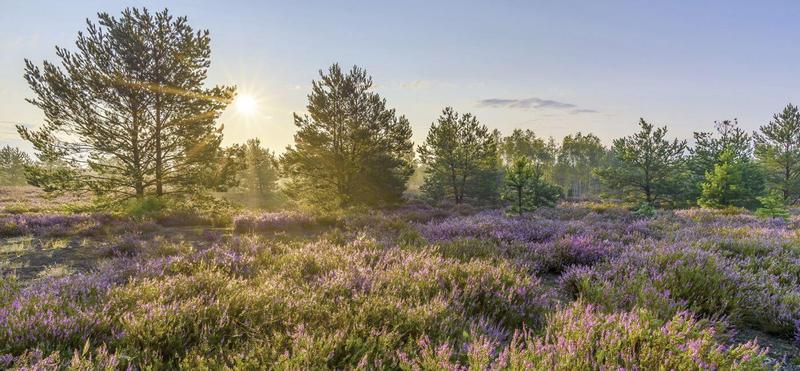 Uprawa wrzosowisk w ogrodzie