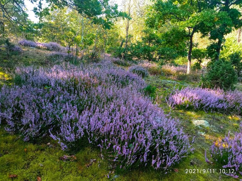 Warunki glebowe dla wrzosów