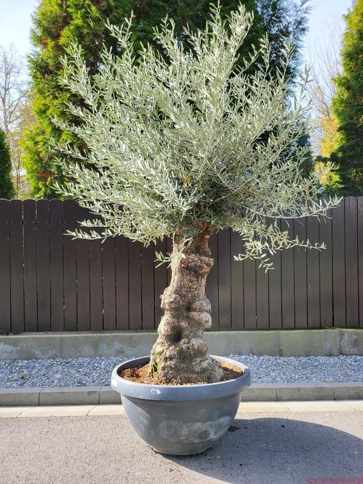 Wymagania glebowe dla oliwek