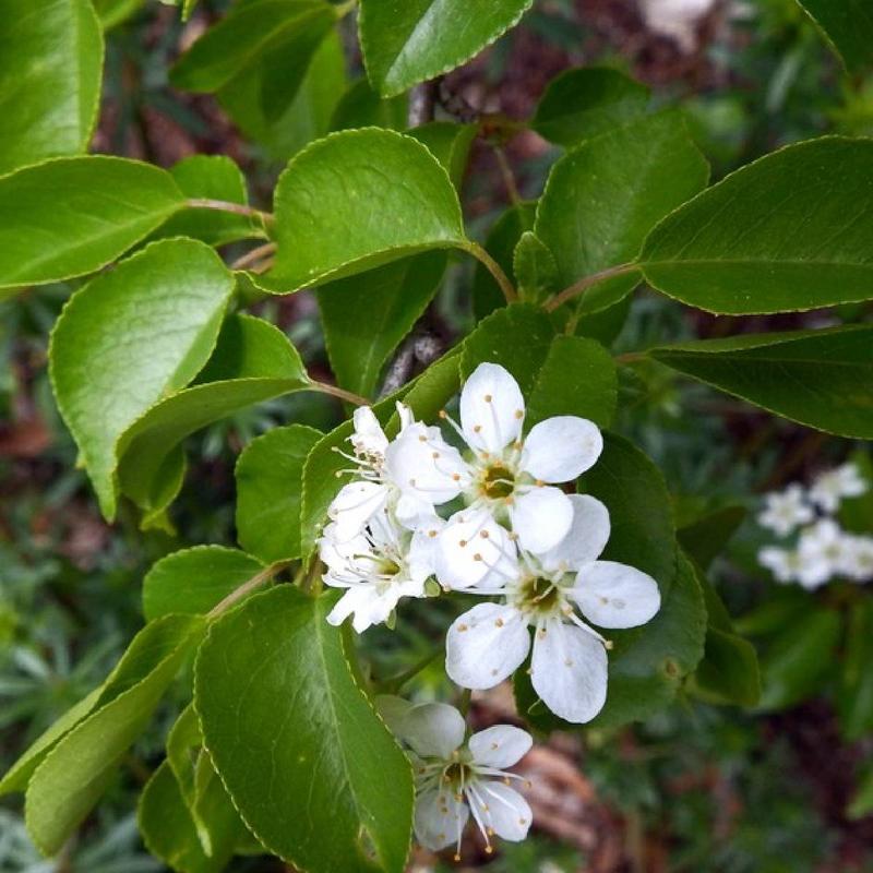 Zdrowy rozwój żywopłotu