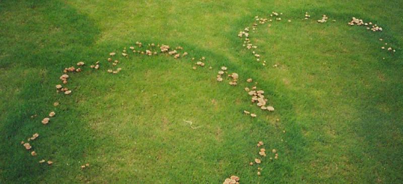 Czarcie kręgi: Co to jest i czy stanowią zagrożenie?