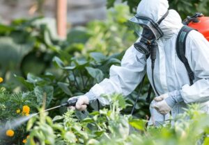 Czosnek i cebula w ochronie roślin – jak przygotować opryski i kiedy je stosować?