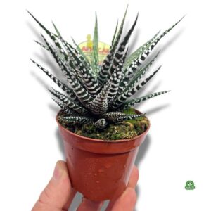 Haworsja pasiasta – tajniki uprawy, pielęgnacji i jej zaskakujące kwitnienie