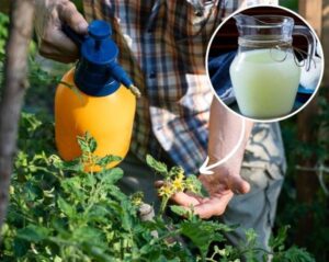 Jak przygotować oprysk z mleka na mszyce i uratować rośliny w ogrodzie