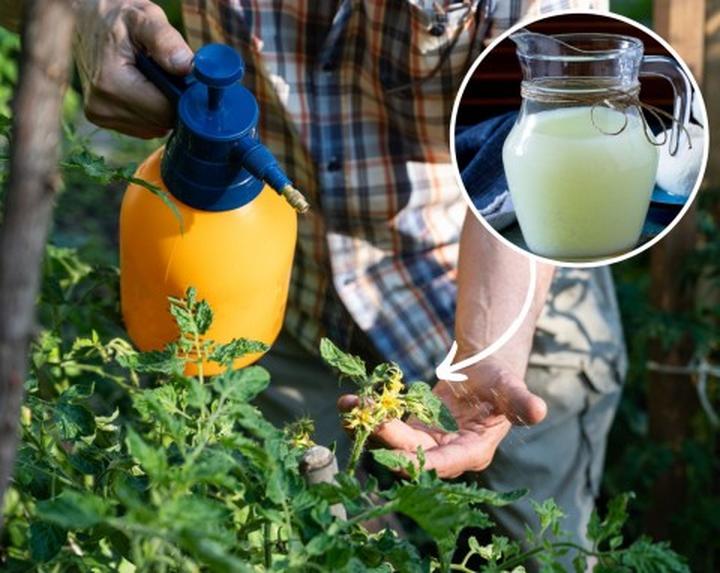Jak przygotować oprysk z mleka na mszyce i uratować rośliny w ogrodzie