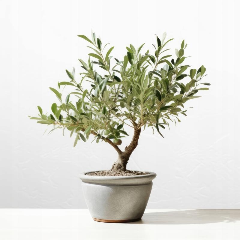 Jak skutecznie dbać o drzewko oliwne i je sadzić? Praktyczne wskazówki dla każdego ogrodnika