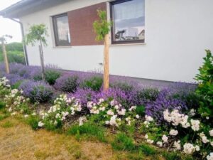 Jak stworzyć piękną rabatę z lawendą i różami – praktyczny przewodnik krok po kroku