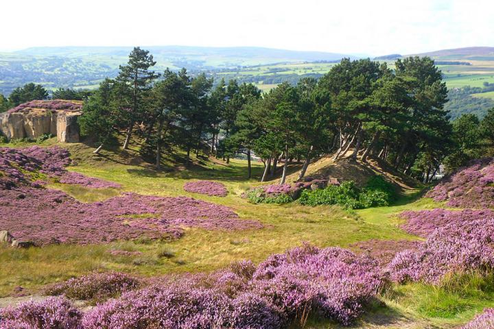 Jak stworzyć piękne wrzosowisko w ogrodzie? Praktyczne porady dla każdego miłośnika roślin