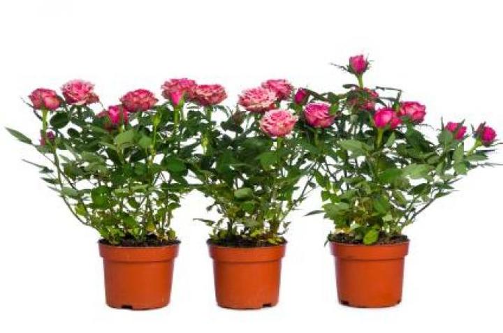Sekrety udanej uprawy róż w doniczkach – jak pielęgnować je w domu?