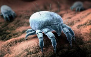 Skuteczne metody na pozbycie się roztoczy i alergii z materaca