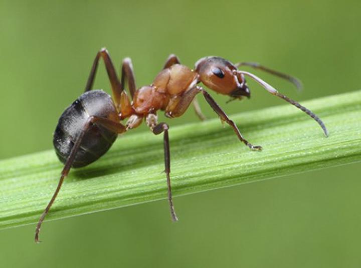 Skuteczne sposoby na pozbycie się latających mrówek w mieszkaniu