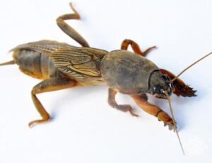 Skuteczne sposoby na turkucia podjadka w ogrodzie – jak się go pozbyć?