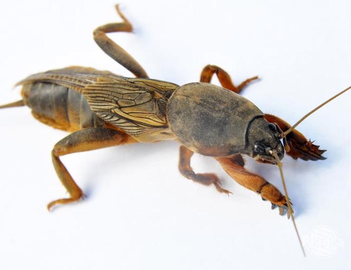 Skuteczne sposoby na turkucia podjadka w ogrodzie – jak się go pozbyć?