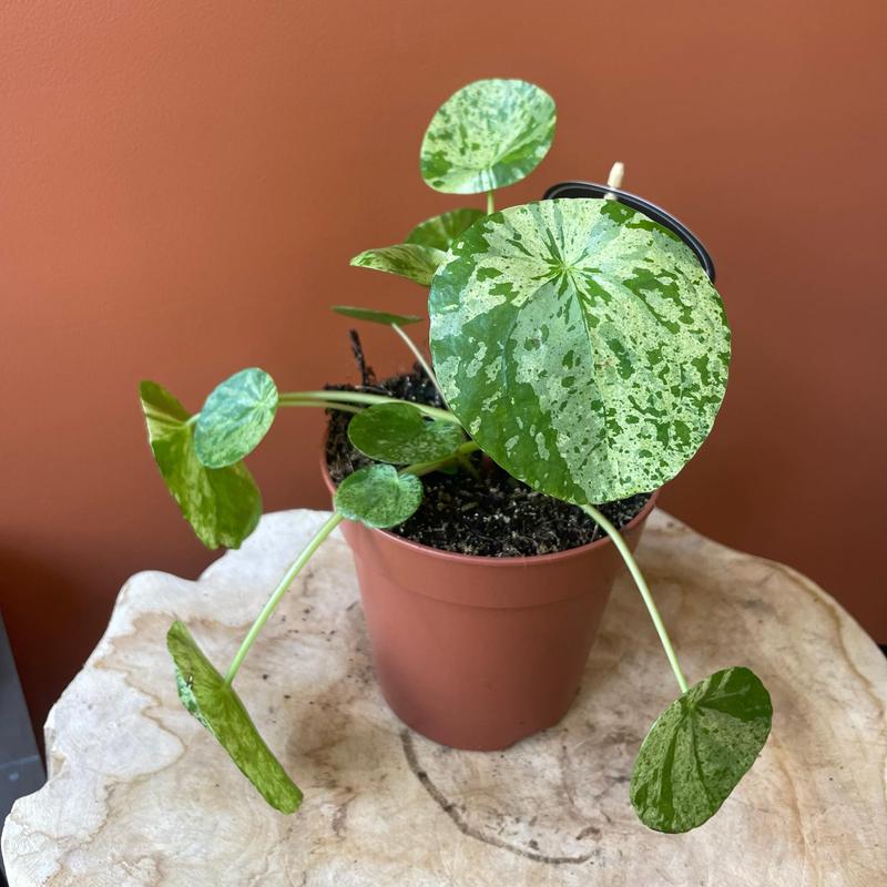 Choroby i szkodniki pieniazka