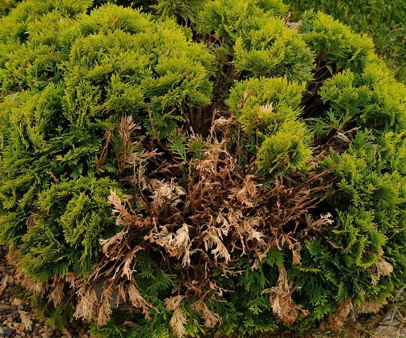 Choroby i szkodniki tui