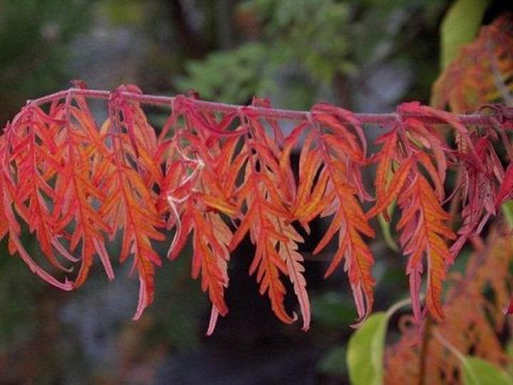 Choroby sumaka octowca