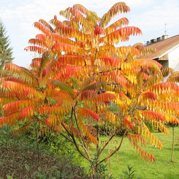 Drzewo zemsta sąsiada
